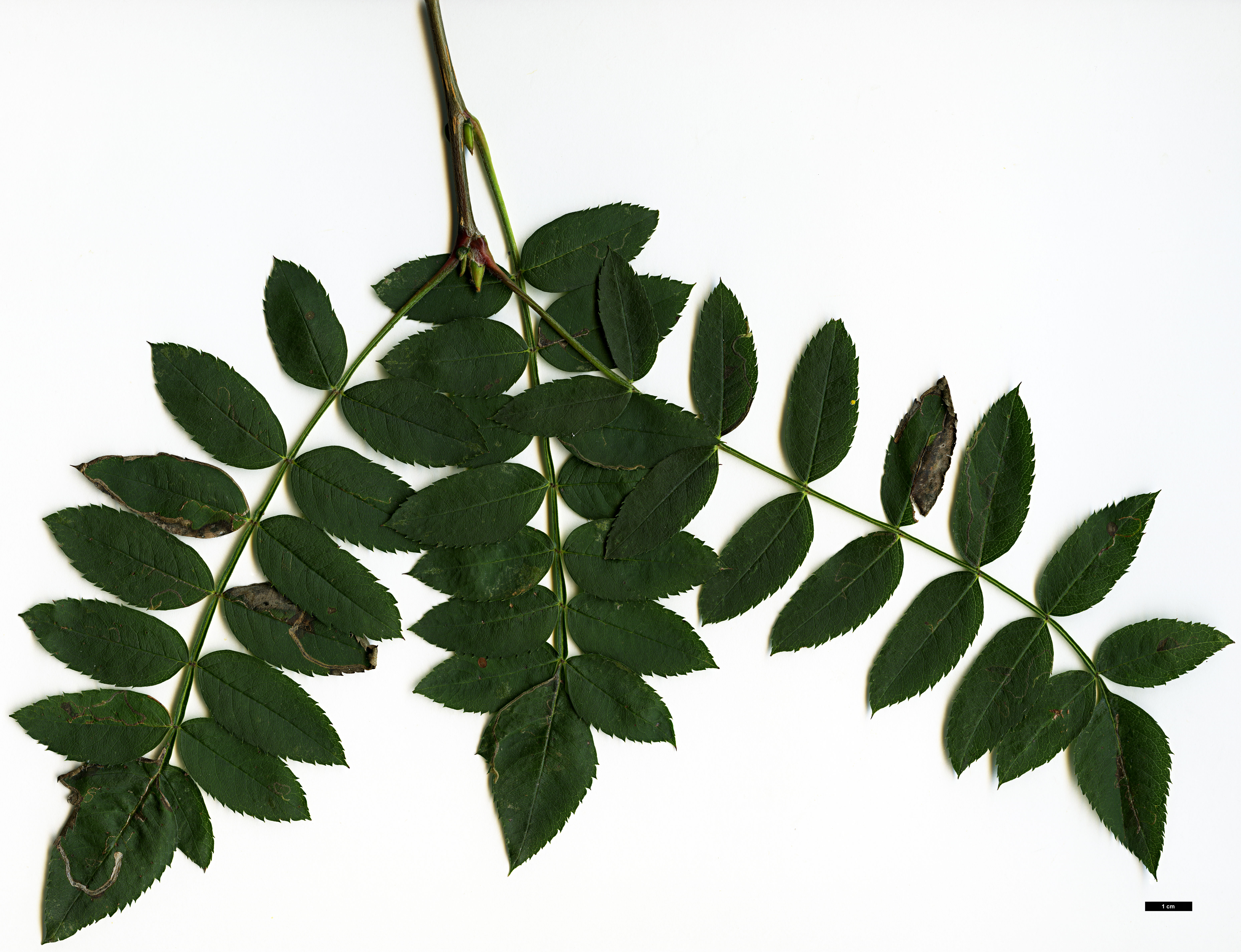 High resolution image: Family: Rosaceae - Genus: Sorbus - Taxon: HOWICK 1948 (S. aff. ovalis)